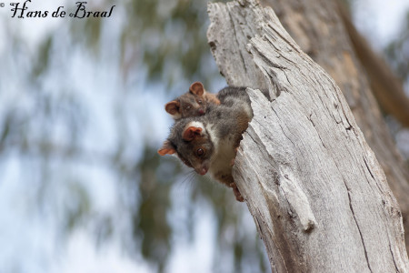ringtailpossum